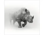 Hornbach Glasbild Grey Rhino 50x50 cm