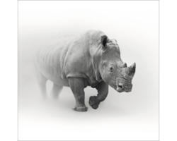 Glasbild Grey Rhino 30x30 cm