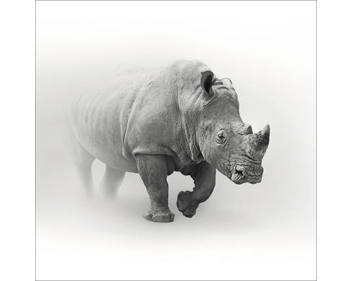 Glasbild Grey Rhino 50x50 cm