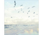 Hornbach Glasbild Seagulls On The Beach 20x20 cm