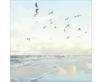 Hornbach Glasbild Seagulls On The Beach 80x80 cm