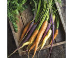 Hornbach Glasbild Carrots 50x50 cm