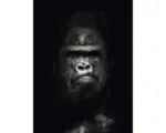 Hornbach Glasbild Gorilla II 60x80 cm