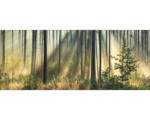 Hornbach Glasbild Light-Flooded Forest I 80x30 cm