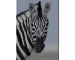 Akustikpaneel digital bedruckt Zebra 1 19x1693x2400 mm Set = 3 Einzelpaneele