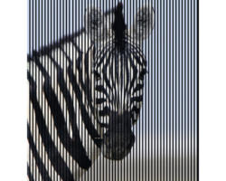 Akustikpaneel digital bedruckt Zebra 1 19x2253x2400 mm Set = 4 Einzelpaneele