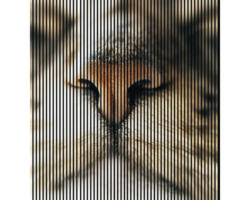 Akustikpaneel digital bedruckt Cat 1 19x2253x2400 mm Set = 4 Einzelpaneele