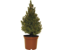 Zuckerhutfichte FloraSelf Picea glauca 'Conica' H 30-40 cm Co 3 L