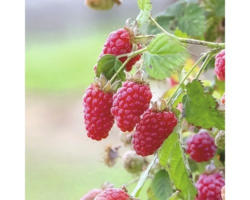 Riesen-Himbeere FloraSelf Rubus fruticosus 'Tayberry' H 60-80 cm Co 2 L