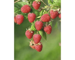 Sommer-Himbeere FloraSelf Rubus idaeus 'Malling Promise' H 40-60 cm Co 2 L