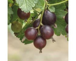 Josta-Beere Ribes 'Josta' H 40 - 60 cm Co 3 L
