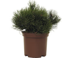 Kriech-Kiefer FloraSelf Pinus mugo 'Pumilio' H 15-20 cm Co 2 L