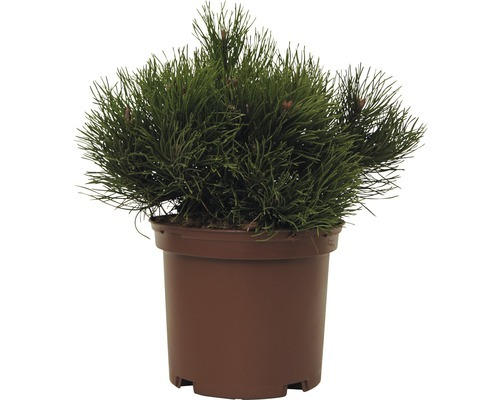 Kriech-Kiefer FloraSelf Pinus mugo 'Pumilio' H 15-20 cm Co 2 L
