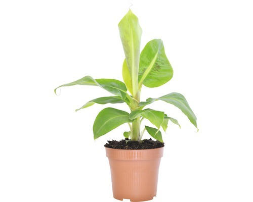 Zierbanane FloraSelf Musa bananarama H 25-35 cm Ø 12 cm Topf