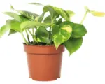 Hornbach Efeutute FloraSelf Scindapsus aureum H 20-30 cm Ø 12 cm Topf