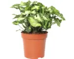 Hornbach Purpurtute FloraSelf Syngonium podophyllum 'Pixi' H 22-28 cm Ø 13 cm Topf