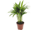 Hornbach Goldfruchtpalme FloraSelf Dypsis lutescens H 40-60 cm Ø 12 cm Topf