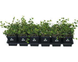 Zwergmispel FloraSelf Cotoneaster dammeri 'Evergreen' H 20-30 cm Ø 9 cm Topf