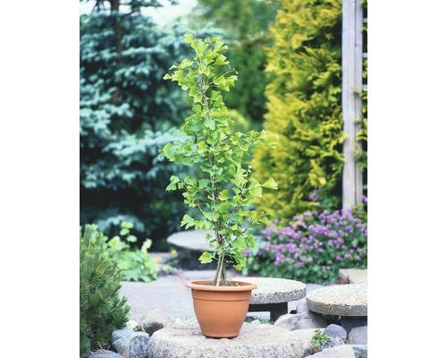Fächerblattbaum FloraSelf Ginkgo biloba H 60-80 cm Co 4 L