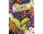 Hornbach Strandflieder SPERLI´s 'Colorita Mischung' Blumensamen