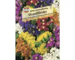 Hornbach Strandflieder SPERLI´s 'Colorita Mischung' Blumensamen