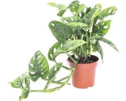 Löchriges Fensterblatt FloraSelf Monstera adansonii H 25-35 cm Ø 12 cm Topf