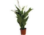 Hornbach Einblatt FloraSelf Spathiphyllum wallisii 'Sweet Silvio' H 60-80 cm Ø 14 cm Topf