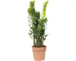 Hornbach Glücksfeder FloraSelf Zamioculcas zamiifolia H 60-70 cm Ø 17 cm Topf