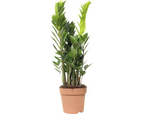 Glücksfeder FloraSelf Zamioculcas zamiifolia H 60-70 cm Ø 17 cm Topf