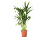 Hornbach Goldfruchtpalme FloraSelf Dypsis lutescens H 60-70 cm Ø 17 cm Topf