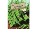 Hornbach Kräutersamen Sperli Schnittlauch 'Staro'