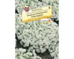 Hornbach Steinkraut Sperli´s 'Schneeteppich' Blumensamen