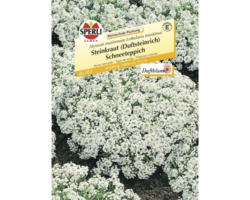 Steinkraut Sperli´s 'Schneeteppich' Blumensamen