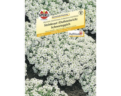 Steinkraut Sperli´s 'Schneeteppich' Blumensamen