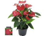 Hornbach Flamingoblume/ Anthurie rot FloraSelf Anthurium andreanum H 55-60 cm Ø 17 cm Topf