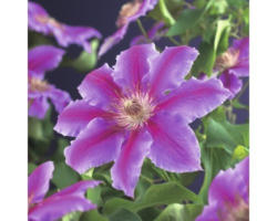 Großblumige Waldrebe FloraSelf Clematis Hybride 'Dr. Ruppel' H 50-70 cm Co 2,3 L