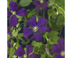 Italienische Waldrebe FloraSelf Clematis viticella 'Etoile Violette' H 50-70 cm Co 2,3 L