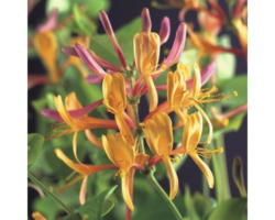 Geißblatt FloraSelf Lonicera heckrottii 'American Beauty' 53-70 cm