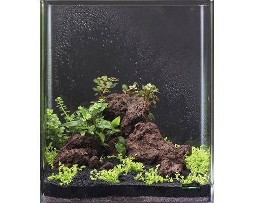 Aquarien-Wasserpflanzenpaket XS "Shrimp World" für ca. 30 l Nano Cube 5 Töpfe