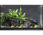 Hornbach Aquarien-Wasserpflanzenpaket M "Guppy Tank" für ca. 60 l Aquarium 10 Töpfe