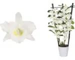Hornbach Dendrobie Spalier FloraSelf Dendrobium nobile H 55-70 cm Ø 12 cm Topf