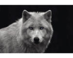 Hornbach Poster White Wolf - Blue Eyes 61x91,5 cm