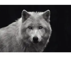 Poster White Wolf - Blue Eyes 61x91,5 cm