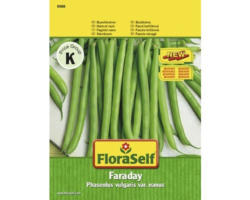 Buschbohne 'Faraday' FloraSelf samenfestes Saatgut Gemüsesamen