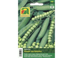 Gemüsesamen Austrosaat Markerbse 'Wunder von Kelvedon'