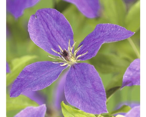 Waldrebe FloraSelf Clematis-Cultivars 'So Many® Lavender Flowers PBR' H 50-70 cm Co 2,3 L