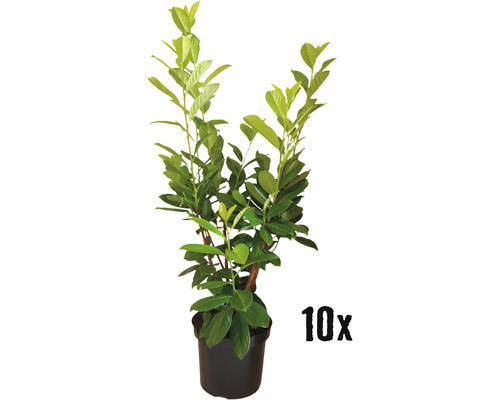 Heckenpflanze Kirschlorbeer Prunus laurocerasus 'Novita' H 100-120 cm im 7,5 Liter Topf ab 10 Stück auf Palette