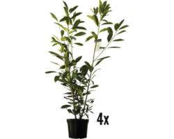 Heckenpflanze Kirschlorbeer Flora Self Prunus laurocerasus 'Caucasica' H 120-150 cm im 10 Liter Topf ab 4 Stück auf Palette