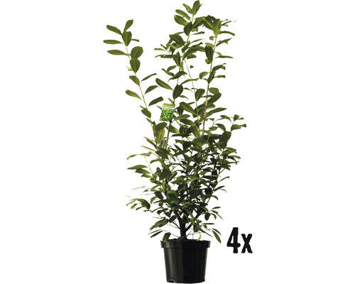 Heckenpflanze Kirschlorbeer Prunus laurocerasus 'Novita' H 150-180 cm im 12 Liter Topf ab 4 Stück auf Palette