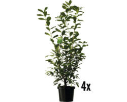 Heckenpflanze Kirschlorbeer FloraSelf Prunus laurocerasus 'Caucasica' H 150-180 cm im 12 Liter Topf ab 4 Stück auf Palette